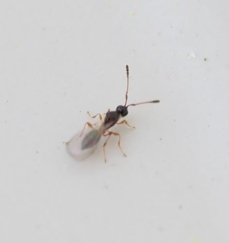 Trichopria sp.